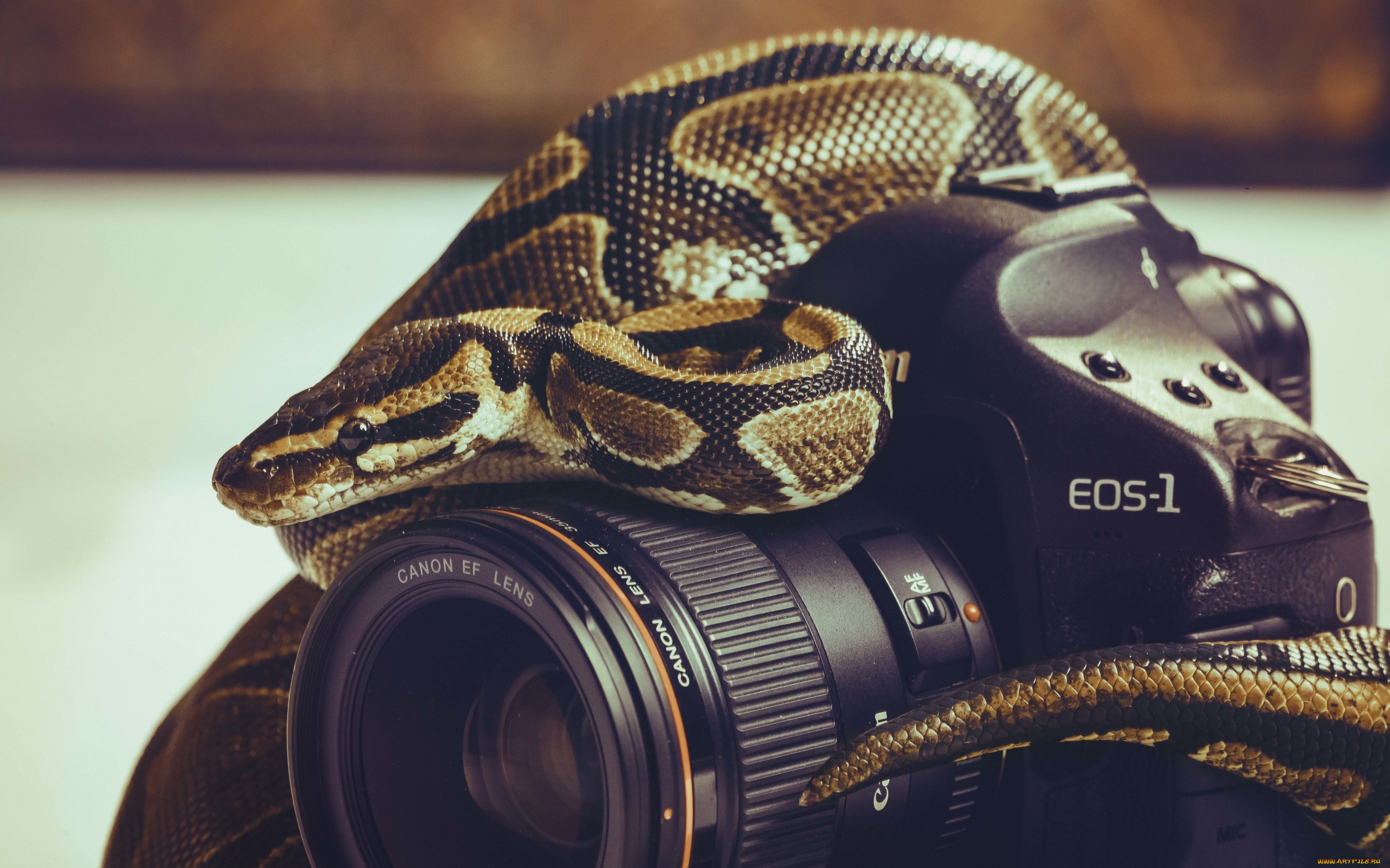 , nikon, , , 